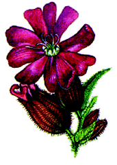 Campion flower logo